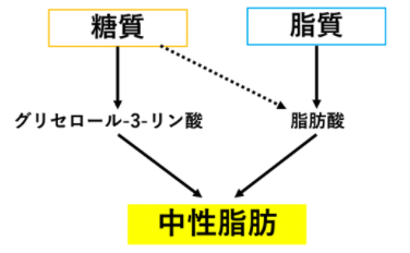 糖質がなければ脂肪はできにくいから