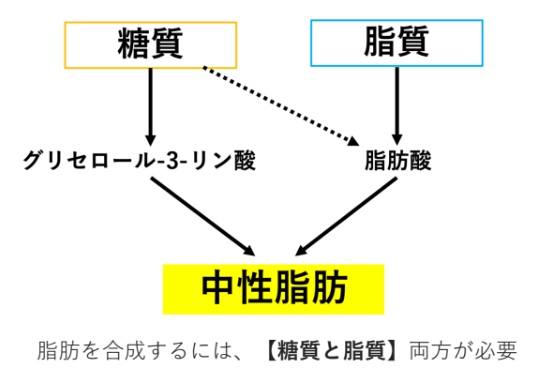 糖質の量を間違えると脂肪がつく