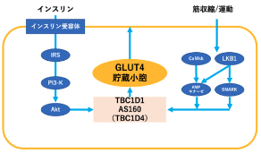 GLUT4の作用